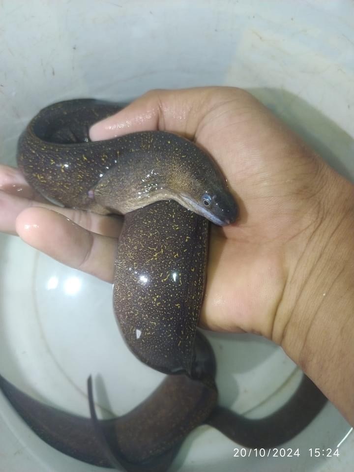 Freshwater moray (Gymnothorax tile) — Muraenidae