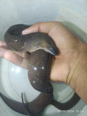 Freshwater Moray photo 3