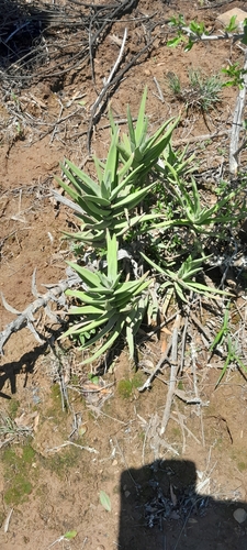 Crassula perfoliata