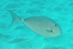 Horseface Unicornfish photo 4