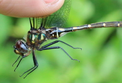 Somatochlora forcipata