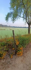 author not stated, no rights reserved Zaluzania augusta, photograph author not stated, no rights reserved
