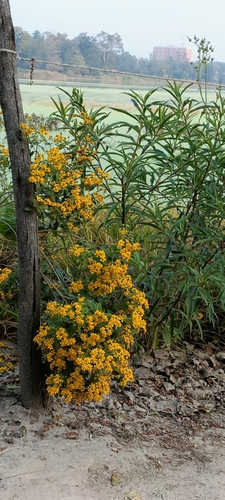 Zaluzania augusta, photograph 5