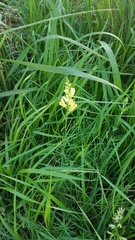 Linaria vulgaris