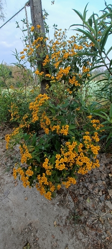 Zaluzania augusta, photograph 6