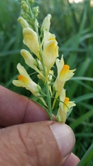 Linaria vulgaris