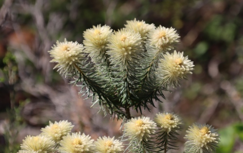 Image of Phylica pubescens by (c) Tony Rebelo, some rights reserved (CC BY-SA)
