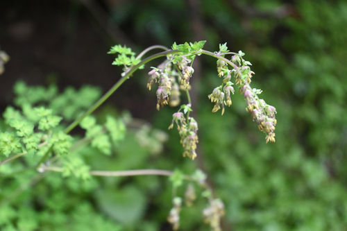 Thalictrum uncatum