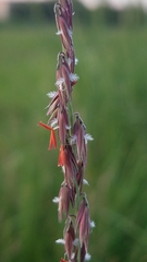 Bouteloua curtipendula