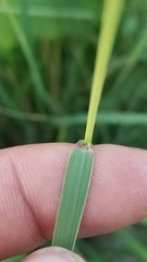 Bouteloua curtipendula