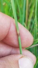 Bouteloua curtipendula