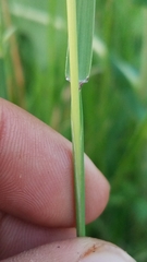 Bouteloua curtipendula
