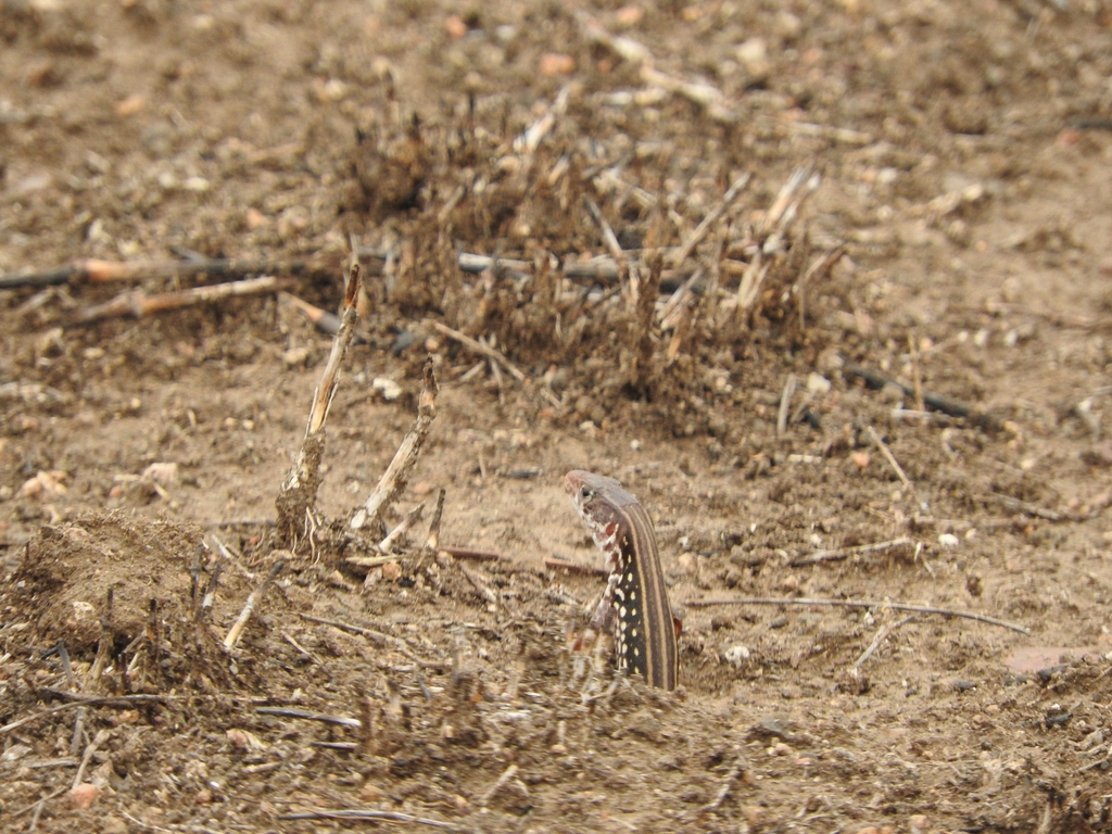 Holub's Sandveld Lizard