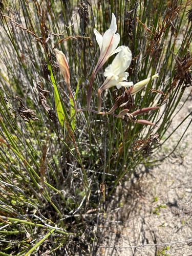 Image of Gladiolus floribundus by (c) Christina, some rights reserved (CC BY)