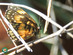 Chlosyne lacinia saundersi