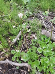 Micranthes odontoloma