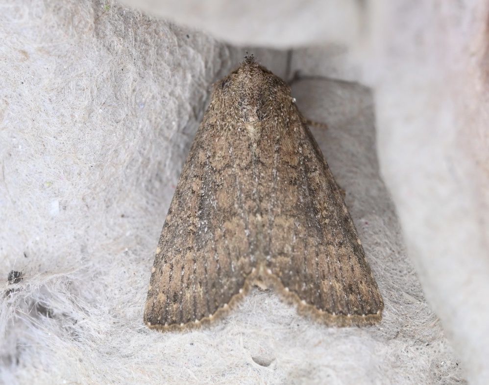 Cobbler Moth