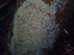 Menegazzia nothofagi