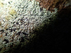 Menegazzia nothofagi