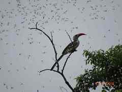 Tockus erythrorhynchus