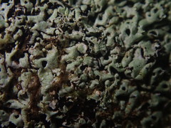 Menegazzia nothofagi