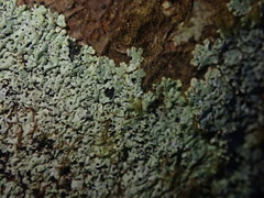 Menegazzia nothofagi