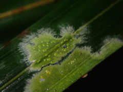 Coenogonium fallaciosum