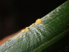Coenogonium fallaciosum