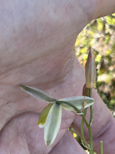 Albuca juncifolia