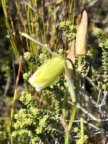 Albuca juncifolia