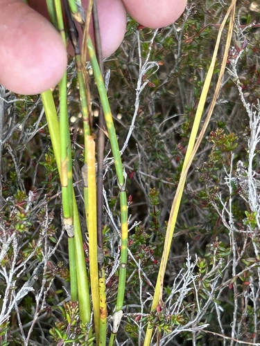 Albuca juncifolia