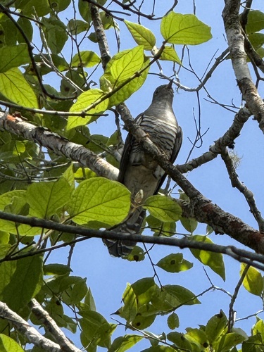 Madagascar Cuckoo (Cuculus rochii), photo 3