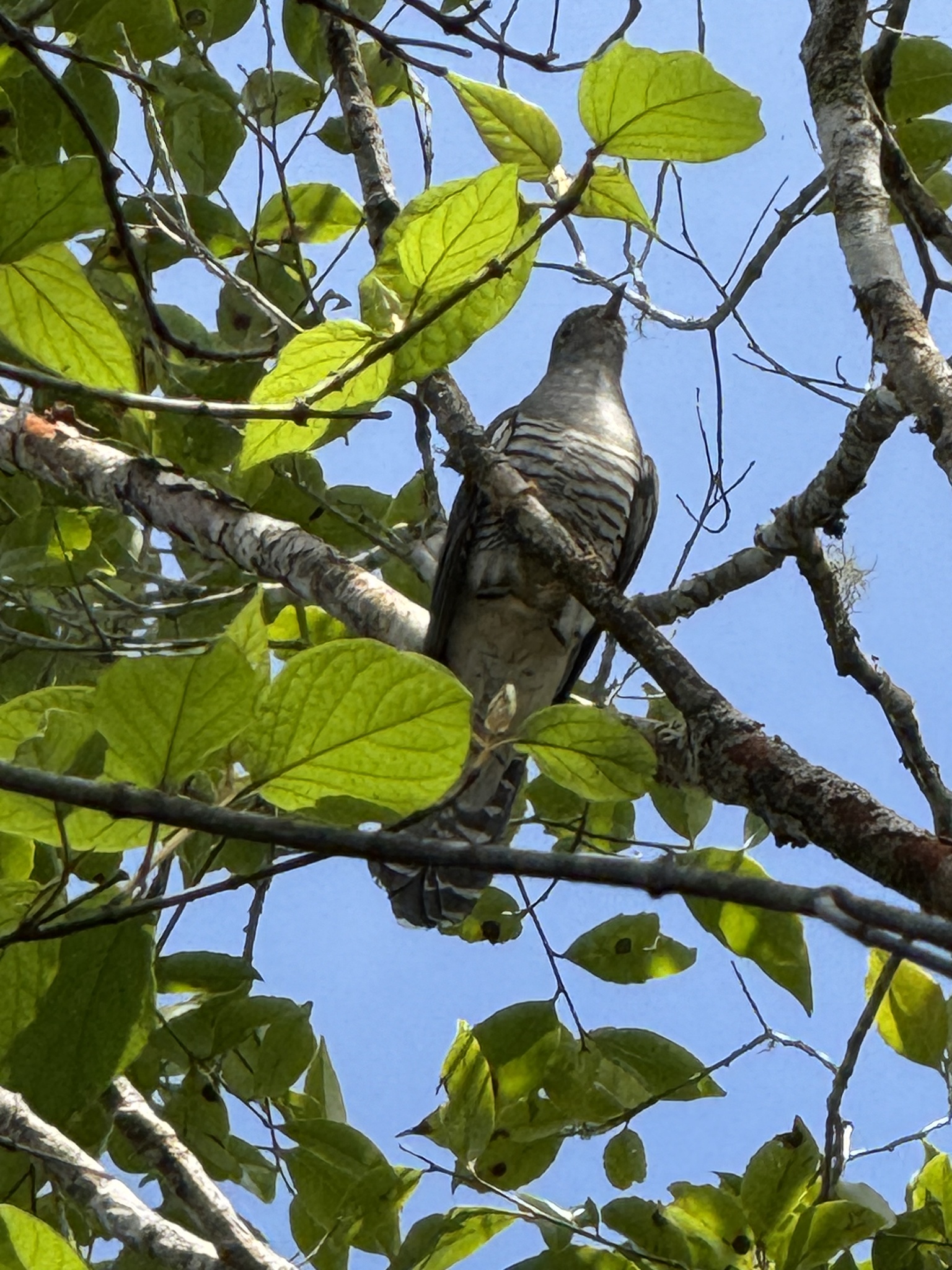 Madagascar Cuckoo (Cuculus rochii), photo 3