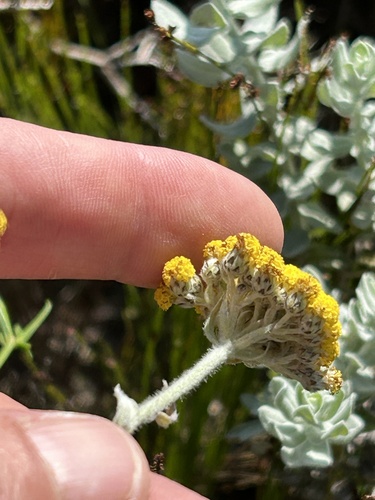 Image of Helichrysum dasyanthum by (c) Christina, some rights reserved (CC BY)