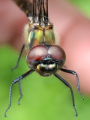 Somatochlora forcipata