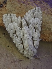 Acronicta lobeliae