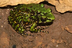 Wuchuan Frog photo 1