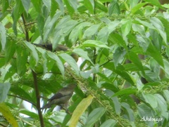 Thraupis palmarum