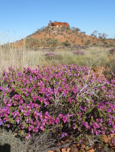 Image of Eremophila cuneifolia by (c) Thibaud Aronson, some rights reserved (CC BY-SA)