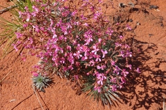 Stylidium humphreysii