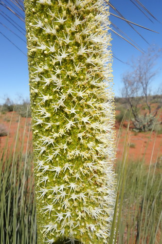 Image of Xanthorrhoea thorntonii by (c) Thibaud Aronson, some rights reserved (CC BY-SA)