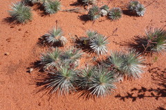 Stylidium humphreysii
