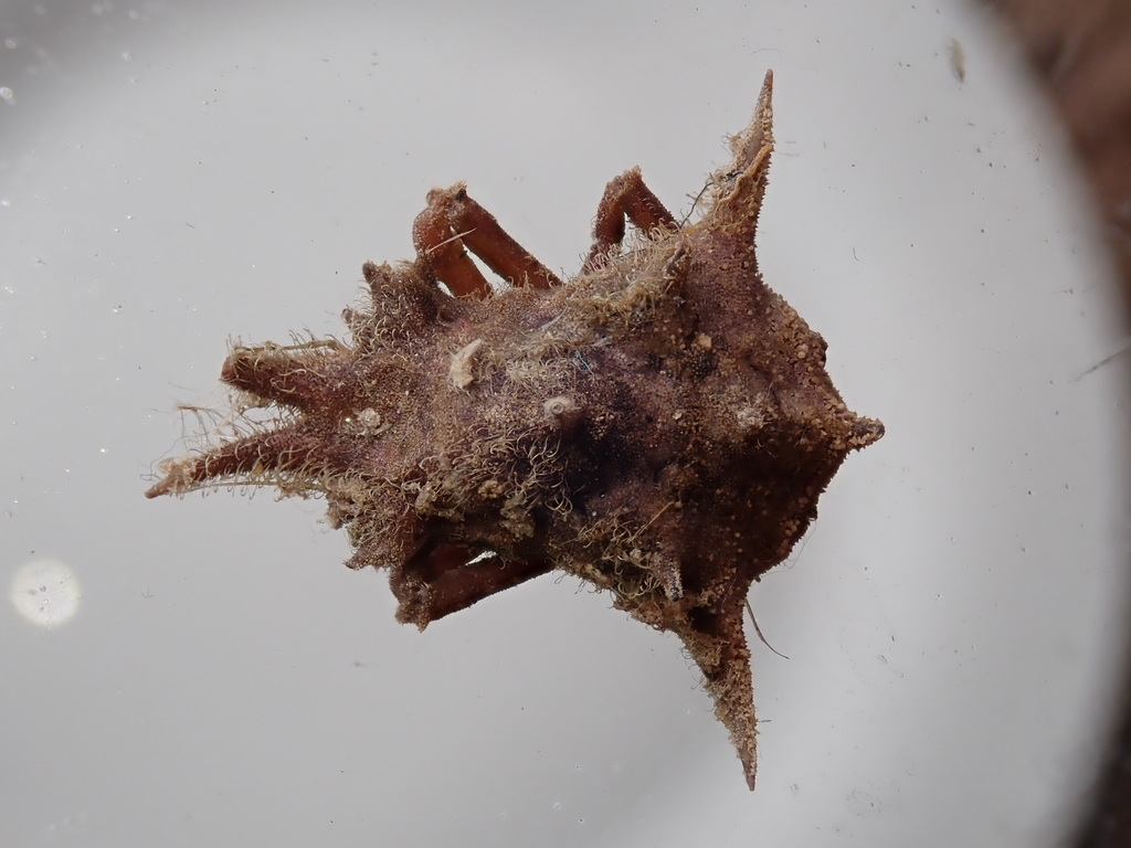 Florida Decorator Crab