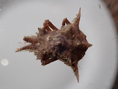 Image of Macrocoeloma camptocerum