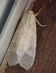 Halysidota tessellaris