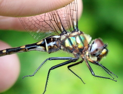 Somatochlora forcipata