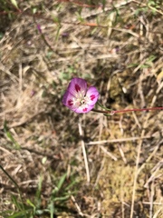 Clarkia amoena caurina