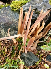 Alloclavaria purpurea