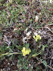 Oxytropis maydelliana
