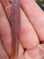 Alloclavaria purpurea